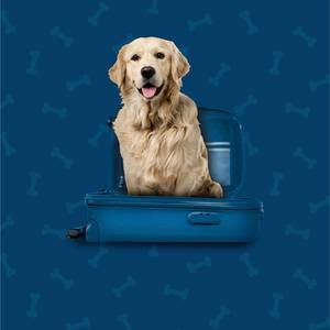 Pet Friendly Hotel ILUNION San Mamés Bilbao