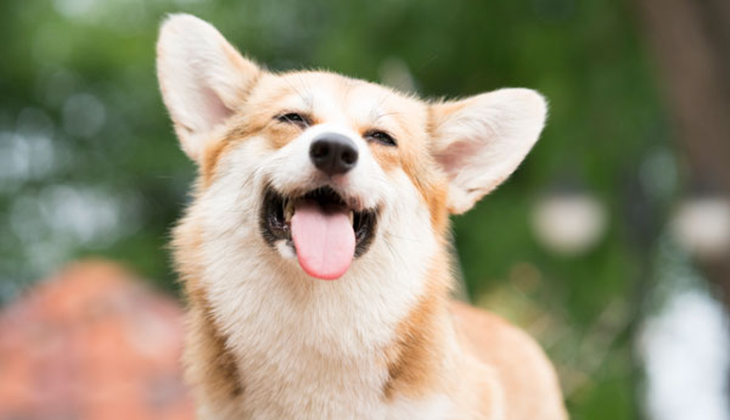 Consulta los establecimientos donde puedes traer a tu mascota Hotel ILUNION San Mamés Bilbao