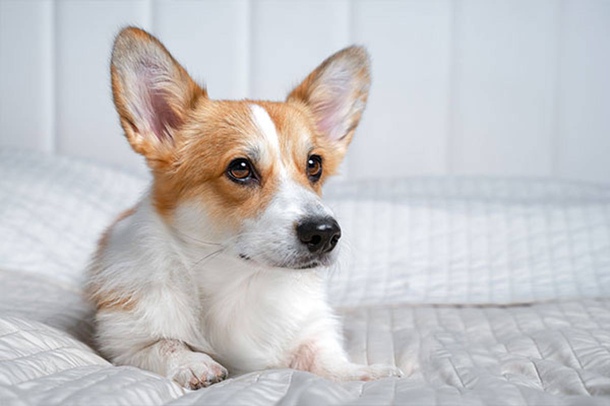 1. selecciona una habitación pet friendly Hotel ILUNION San Mamés Bilbao