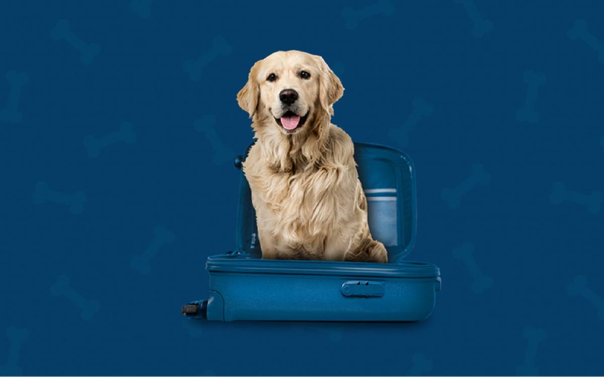 Somos pet friendly Hotel ILUNION San Mamés Bilbao Somos pet friendly Hotel ILUNION San Mamés Bilbao