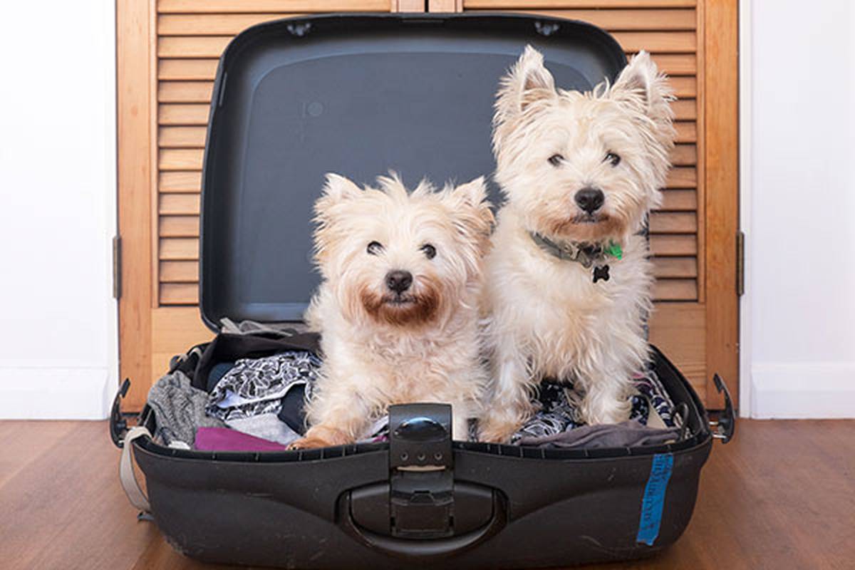 2. informarnos de tu mascota Hotel ILUNION San Mamés Bilbao
